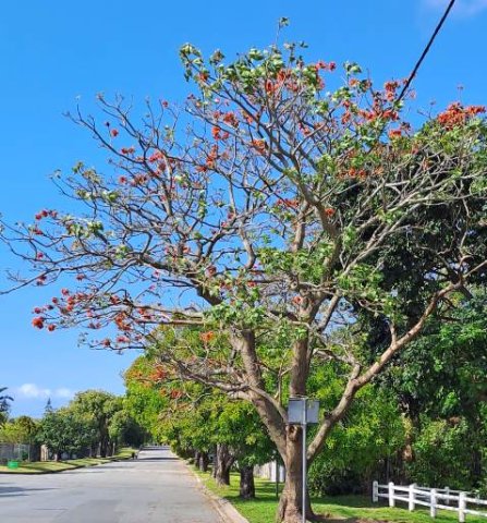 Erythrina afra pavement tree